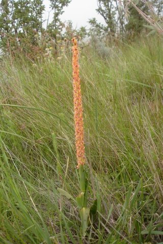 Disa chrysostachya leaves 